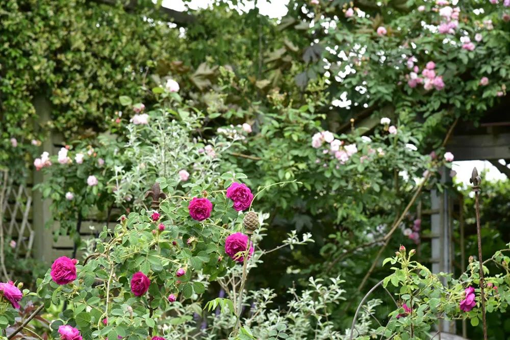 25年前的自制老花园，原来还可以这么美-9