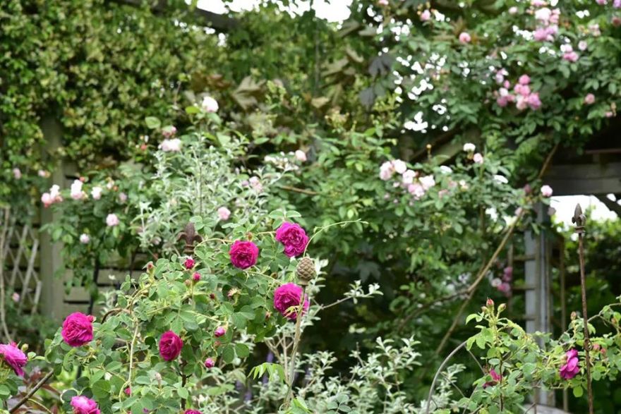 25年前的自制老花园,原来还可以这么美-9