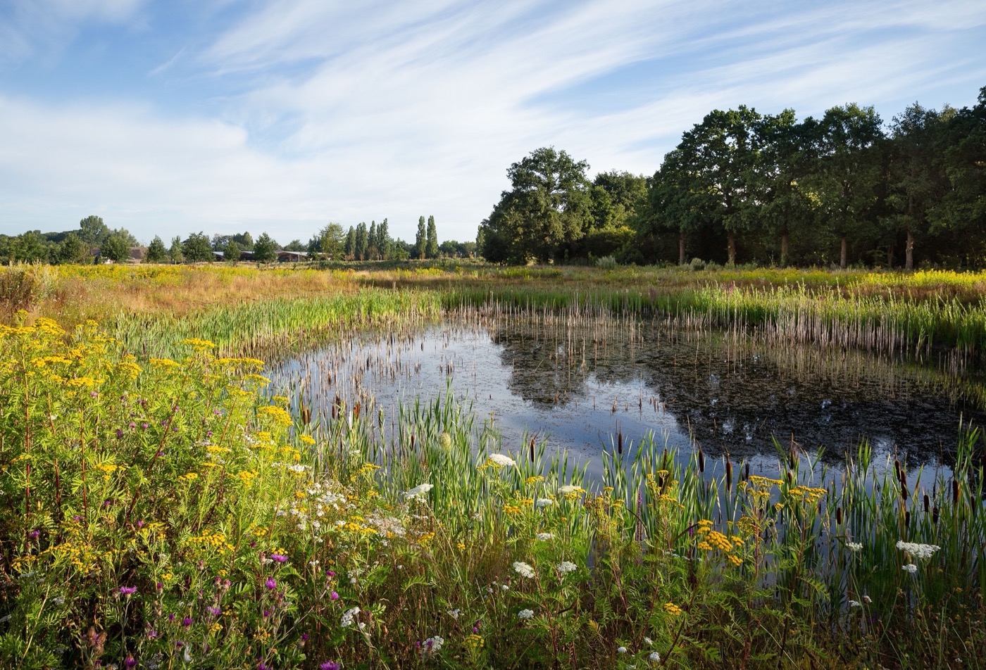 Triodos 银行总部丨荷兰丨Arcadis Landscape Architects-18