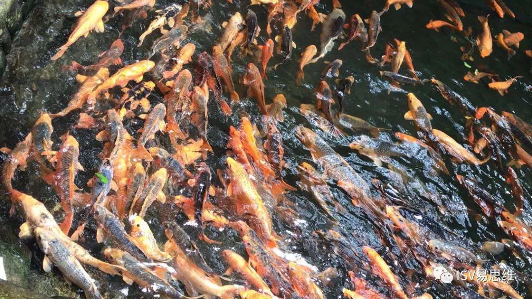 易思维千岛湖团建之旅，感受清官海瑞忠义精神-118