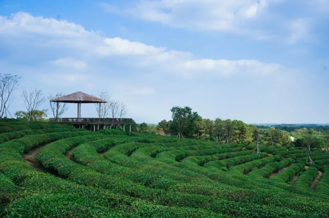 穿过喧嚣 走进时光·来高淳东坝看美丽乡村-26