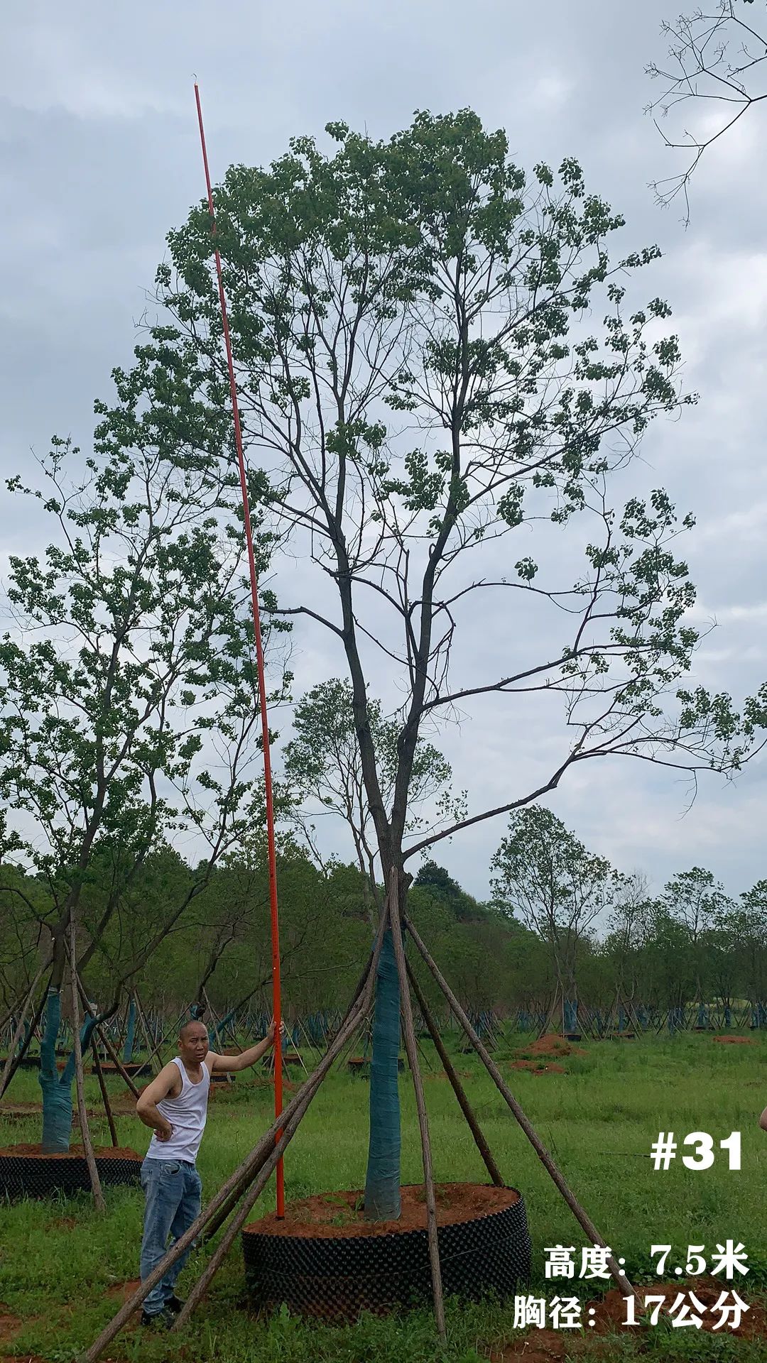 湖南衡阳 148 棵精品乌桕景观设计丨中国衡阳丨看见景观-38