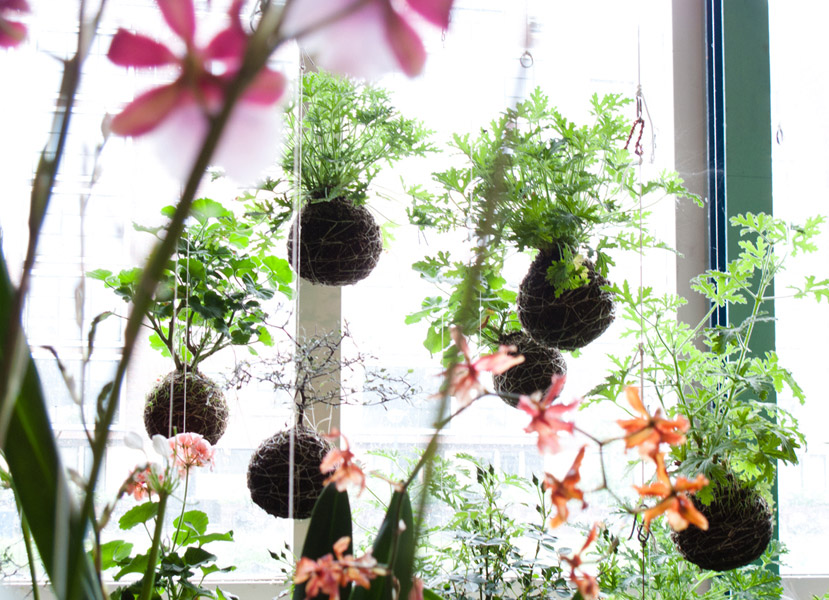 Fedor Van der Valk 打造室内绿洲 · 创意日本园林风格-29