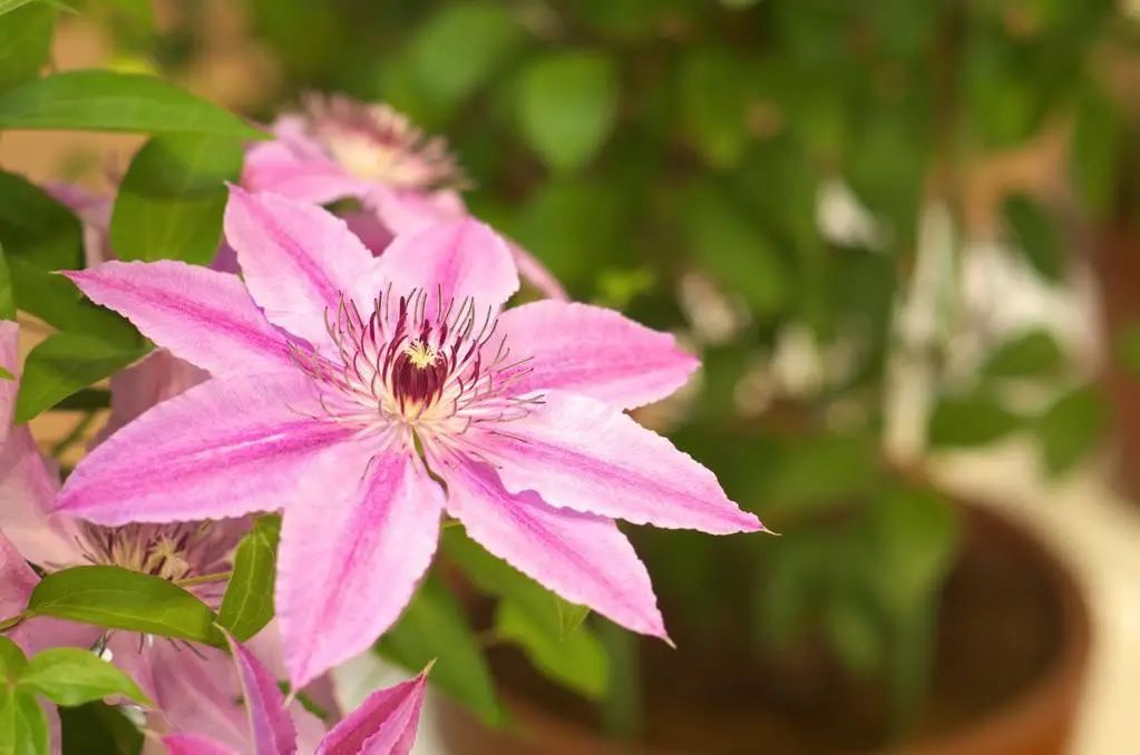 夏日花园养护攻略，打造梦想花园-63