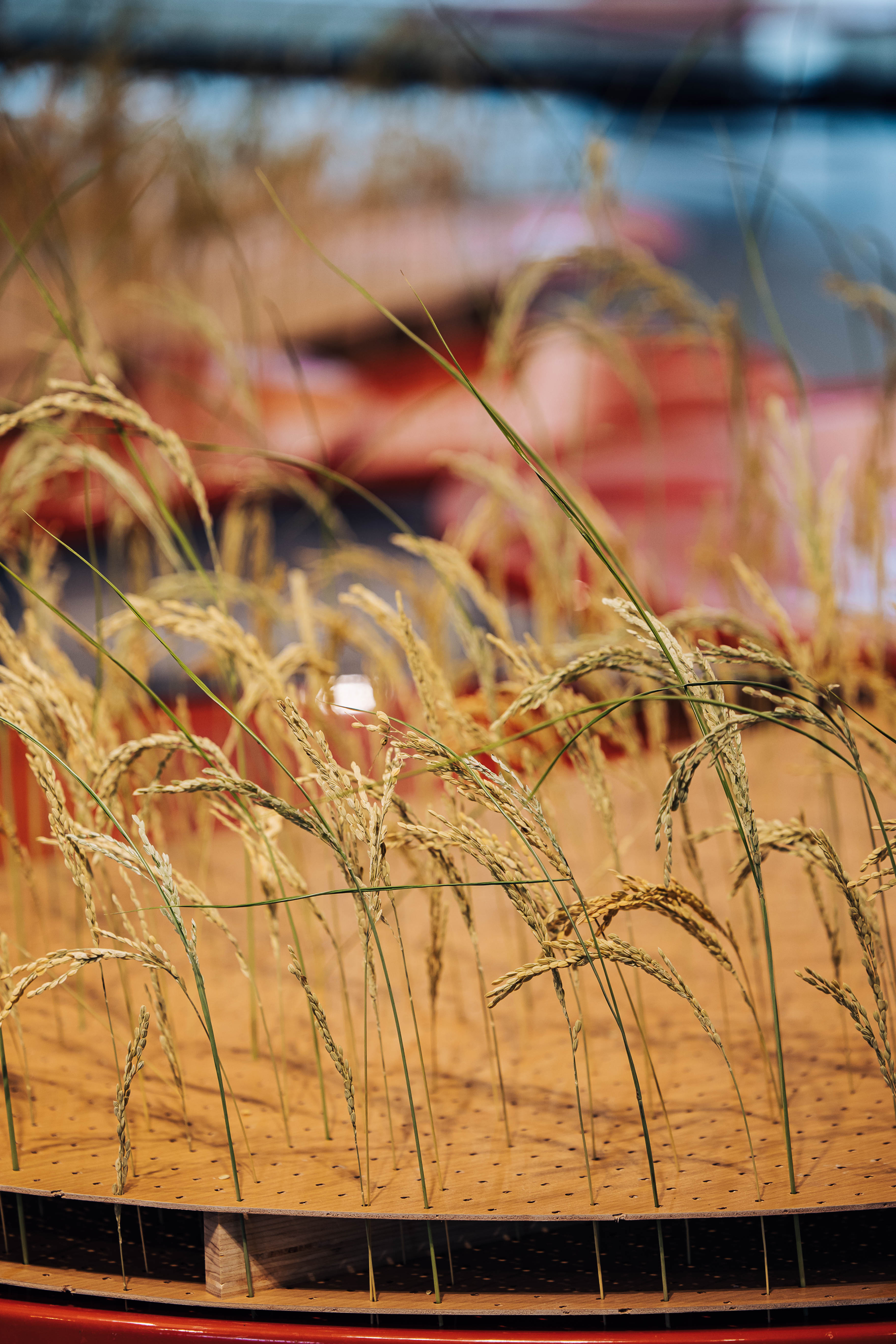 2022 屏东热带农业回顾展丨Atelier Boter-31