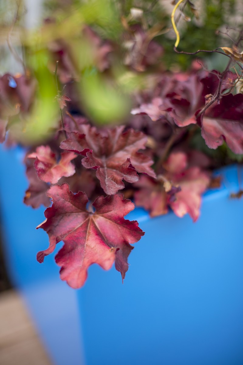 Pantin 80平方米露台与庭院设计丨法国丨Opus Paysage,Alexandre Tonnerre-40