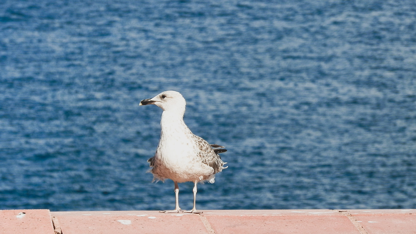 探索伊斯坦布尔海之精华·海上马尔马拉丨土耳其伊斯坦布尔丨@zahra.oztoprak-4