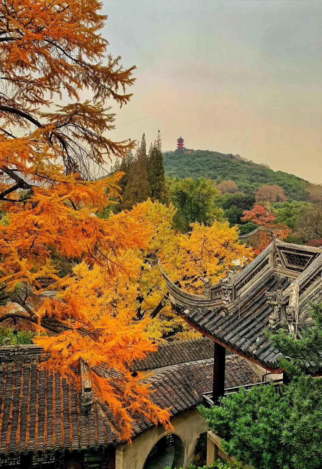 寄畅园 · 山水之间的静谧园林之美丨中国无锡-11