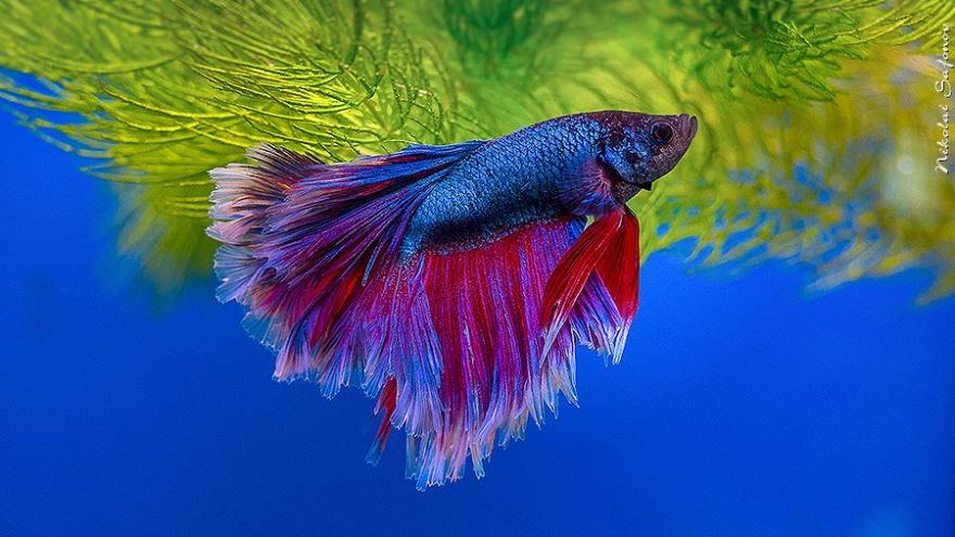 “Moskvarium”海洋馆丨俄罗斯莫斯科丨Aqua Logo Engineering-53