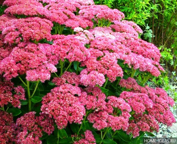 自制阿尔卑斯式假山（阿尔卑斯式花坛）-69