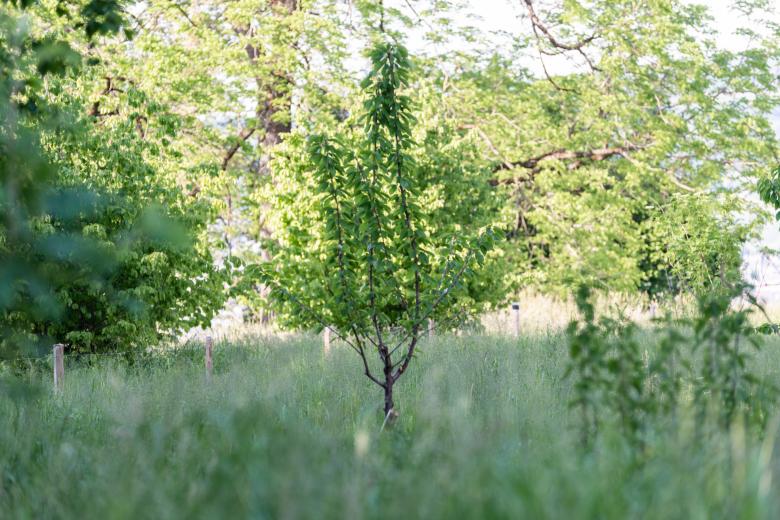 Trift Kuppe丨瑞士丨manoa landschaft ag-8