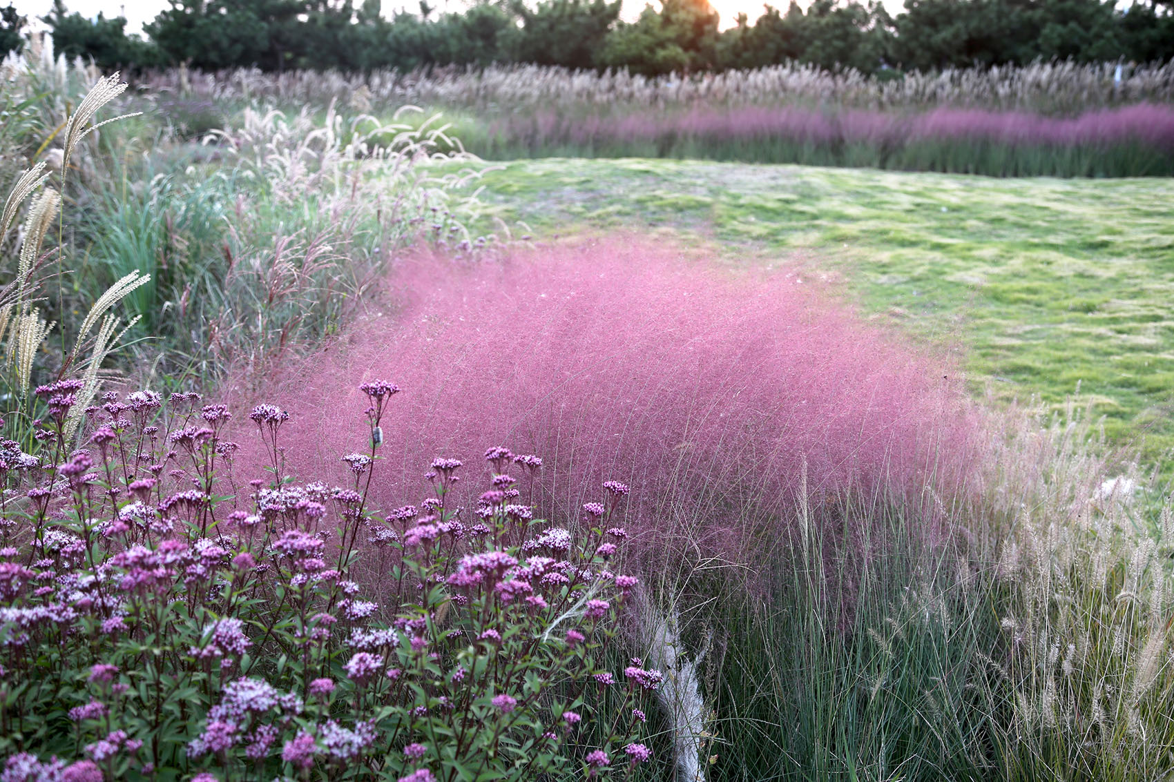 多岛海野草公园丨中国日照丨孔祥伟工作室-157