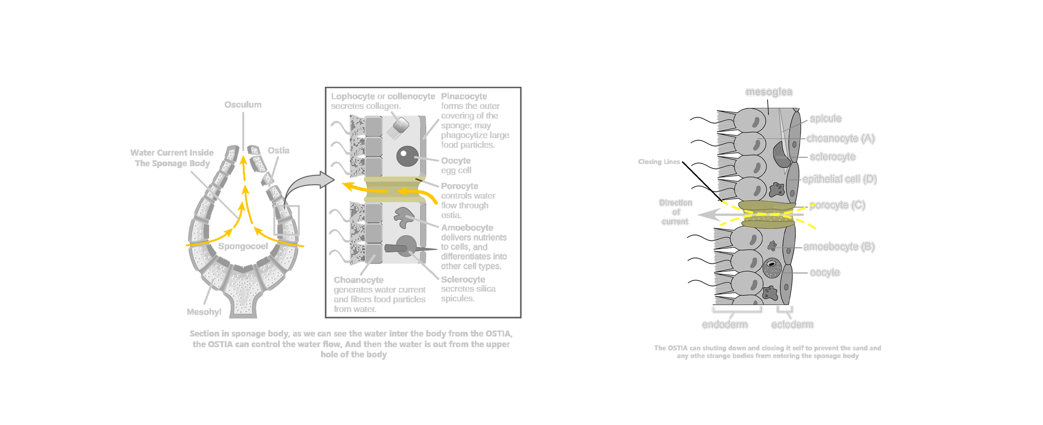 SPONGY PAVILION（追求幸福）丨阿联酋艾因-9