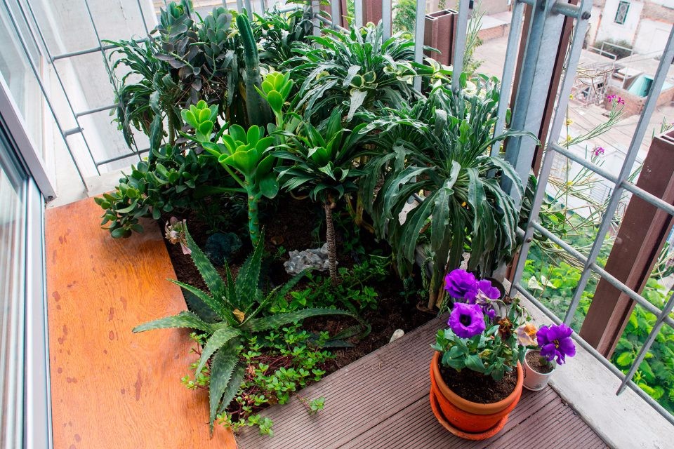 Vicca Verde：秘鲁垂直森林带来的繁茂居住地-21