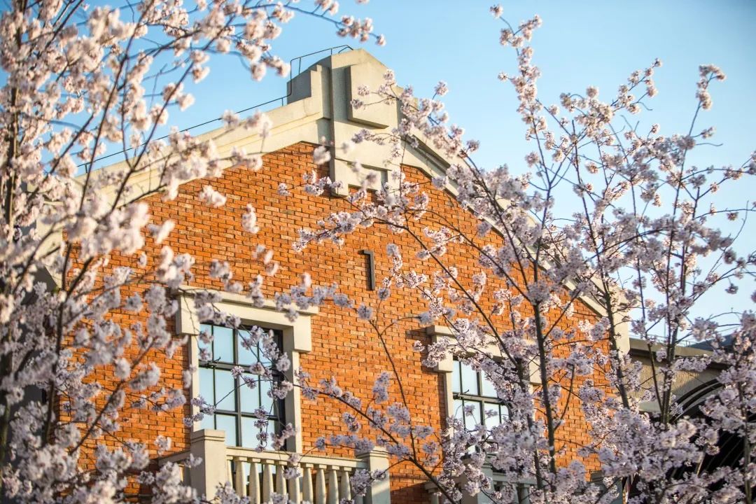 魔都五大赏樱胜地丨中国上海-68