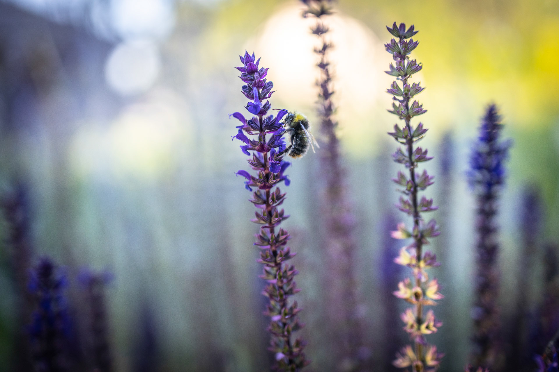 TUREK · ogród z ryską（有风险的花园 · 图雷克）-21