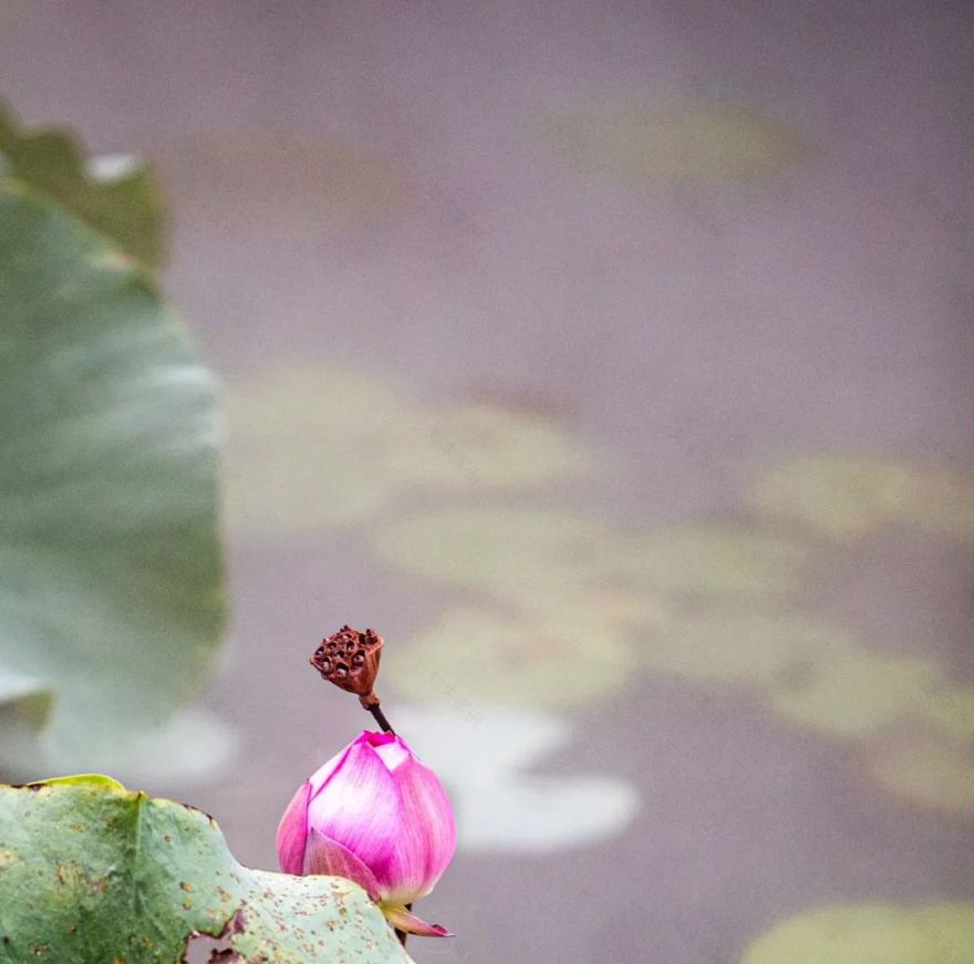 上海商船会馆花园丨中国上海丨上海北斗星景观设计工程有限公司-93