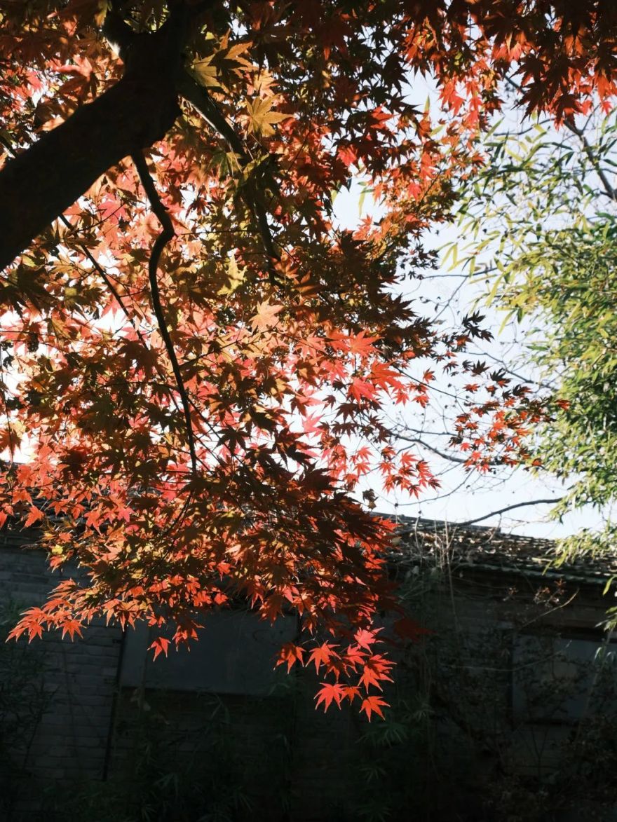 绿意盎然之家 · 北京四合院改造设计丨中国北京-76