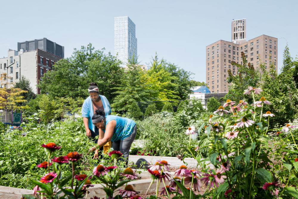
          103rd Street Community Garden - SCAPE      -4