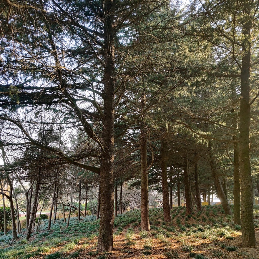 荣成桑干河植物园绿景茶室丨中国威海丨艺合境建筑设计事务所-104