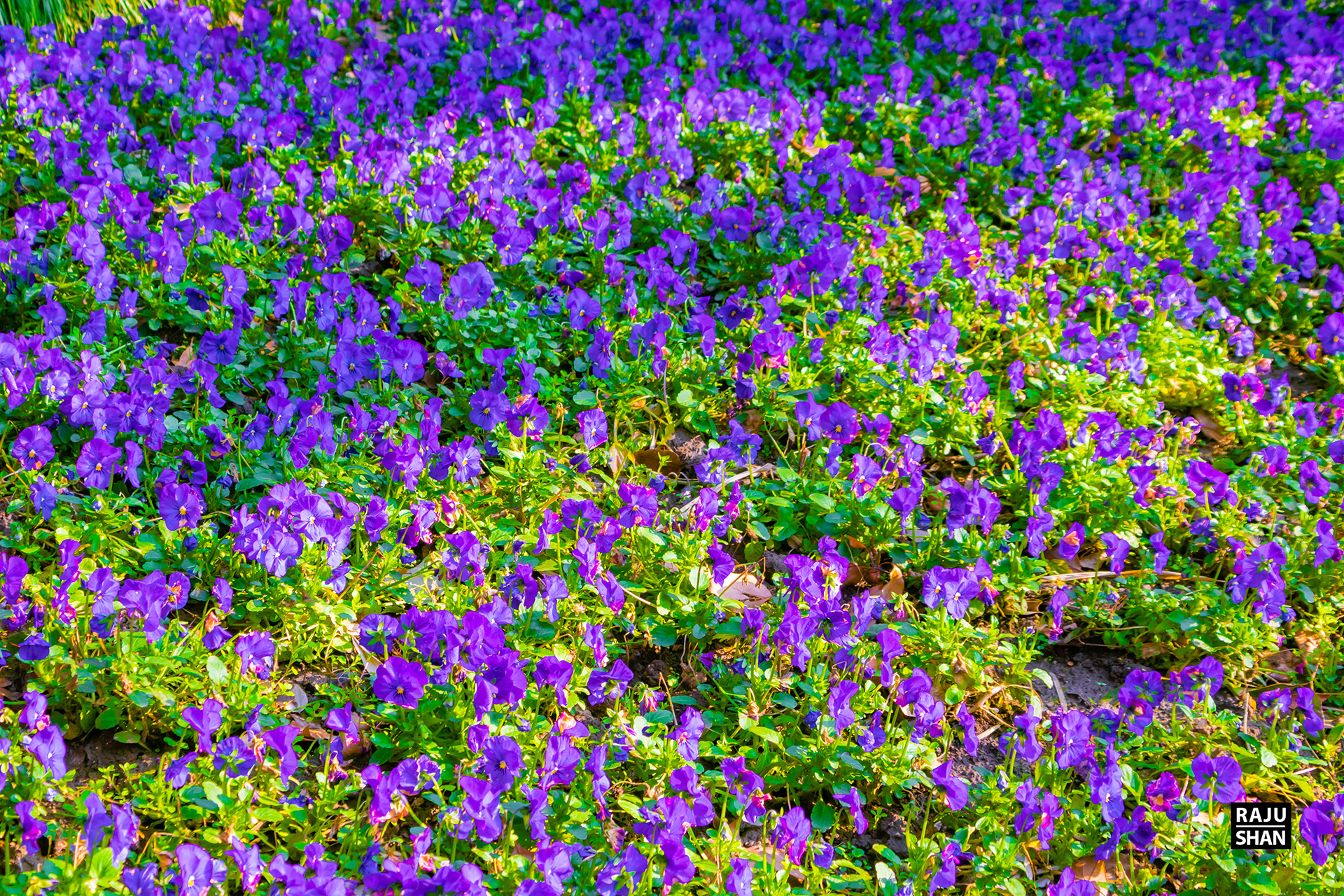 Guyi Garden & NanXinag Ancient Town- Shanghai-17