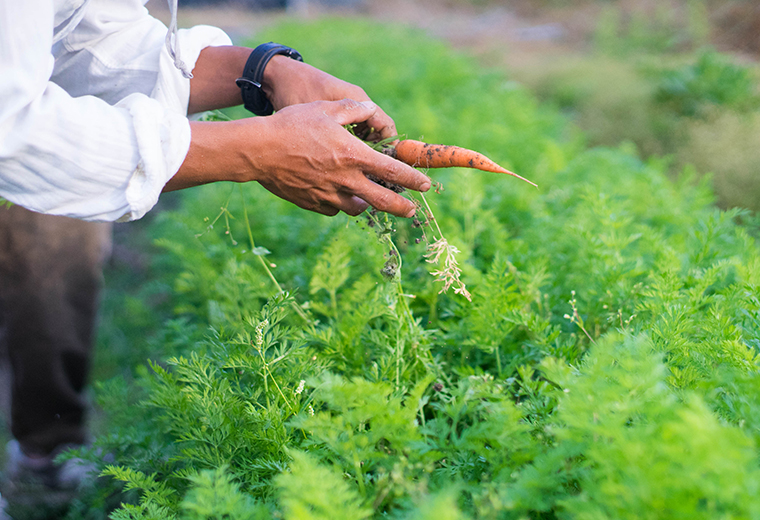 「玄菜」品牌打造丨Design Studio SYU-51