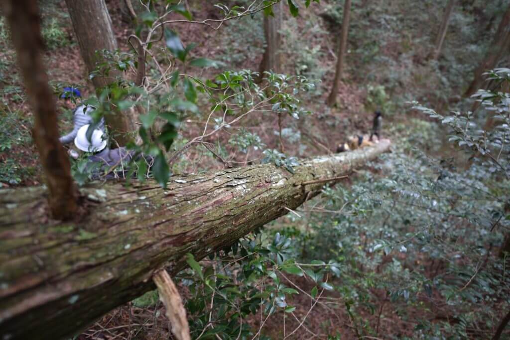 一宮の石場建て１　大黒柱伐採丨水野設計室-18