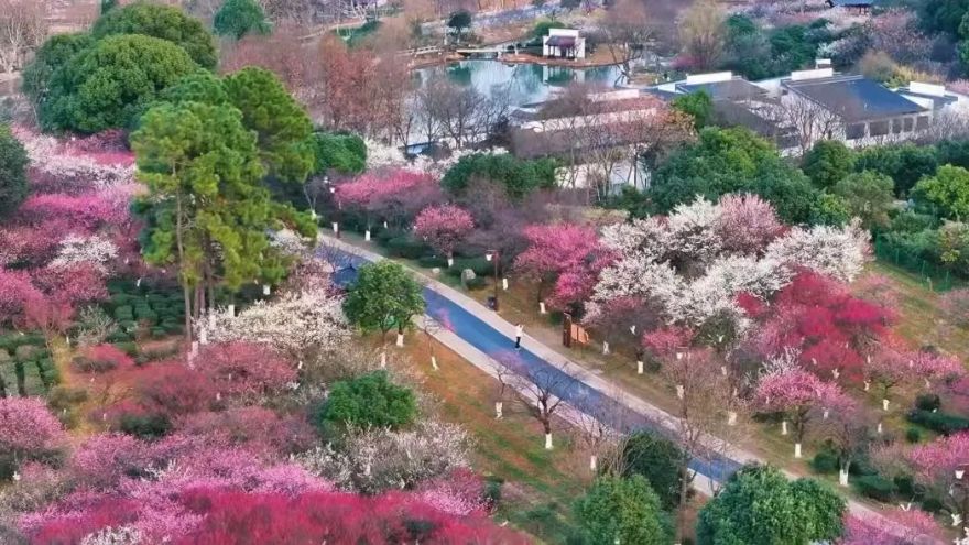 【城市名片】杭州超山-丁山湖综合保护工程项目:再造超山,匠心筑就杭州文旅新地标-62