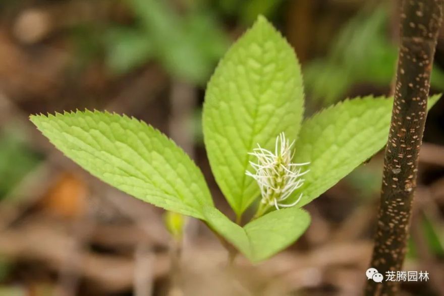 行走的茏腾人 | 深秋韶关的自然之美-52