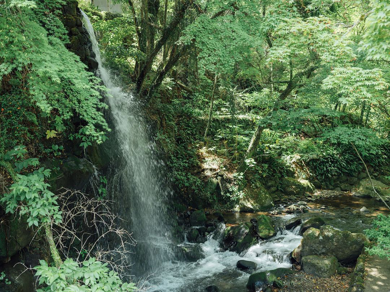 日本汤河原温泉 Yugawara Soyu Books and Retreat，宁静的森林庇护所-45