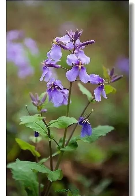 四月花海 | 迪拜奇迹花园的植栽设计-76