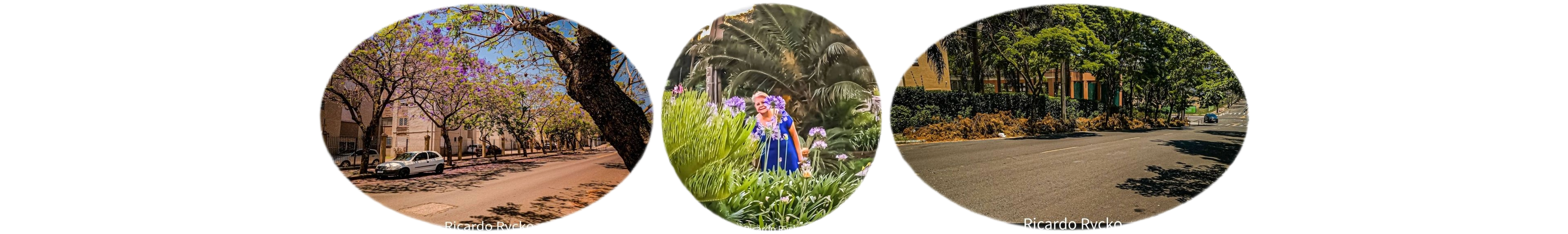 世界上的树木丨Sylvie D.-93