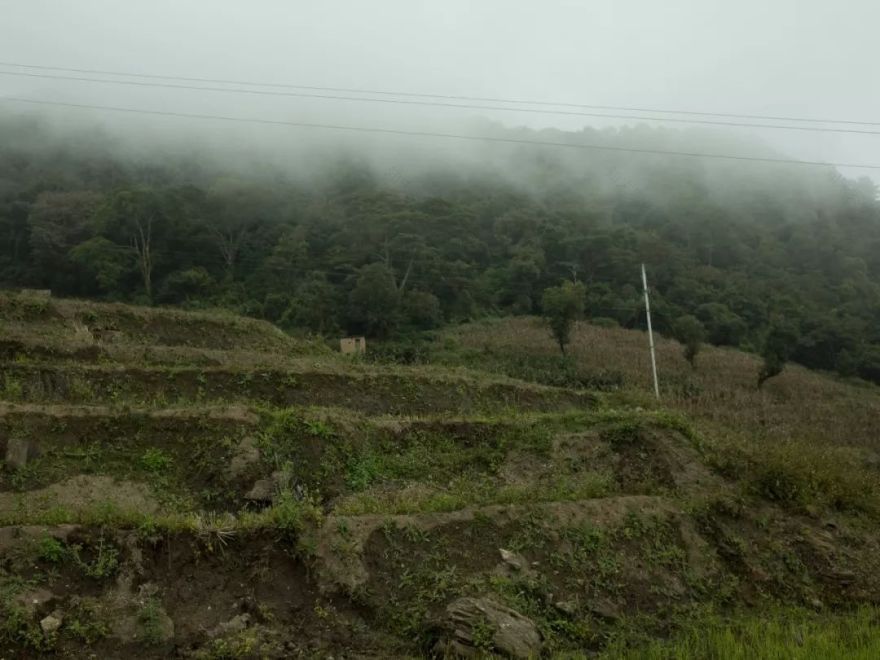 雾中苏红 | 自然、情感与时间的交融-30