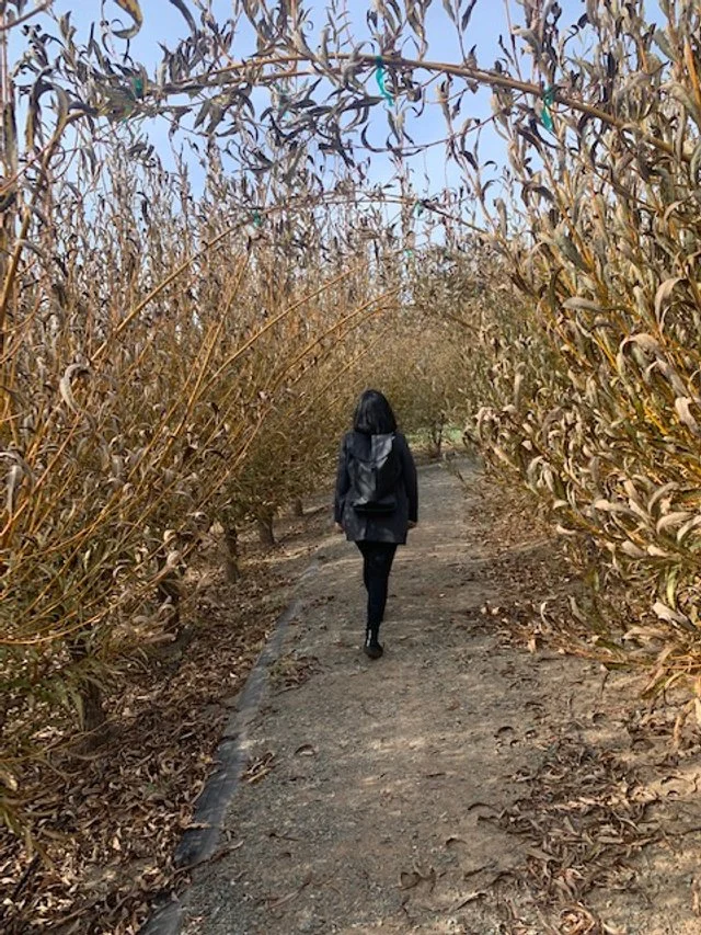 Mendocino Winery景观设计项目丨美国加利福尼亚丨Fletcher Studio-24