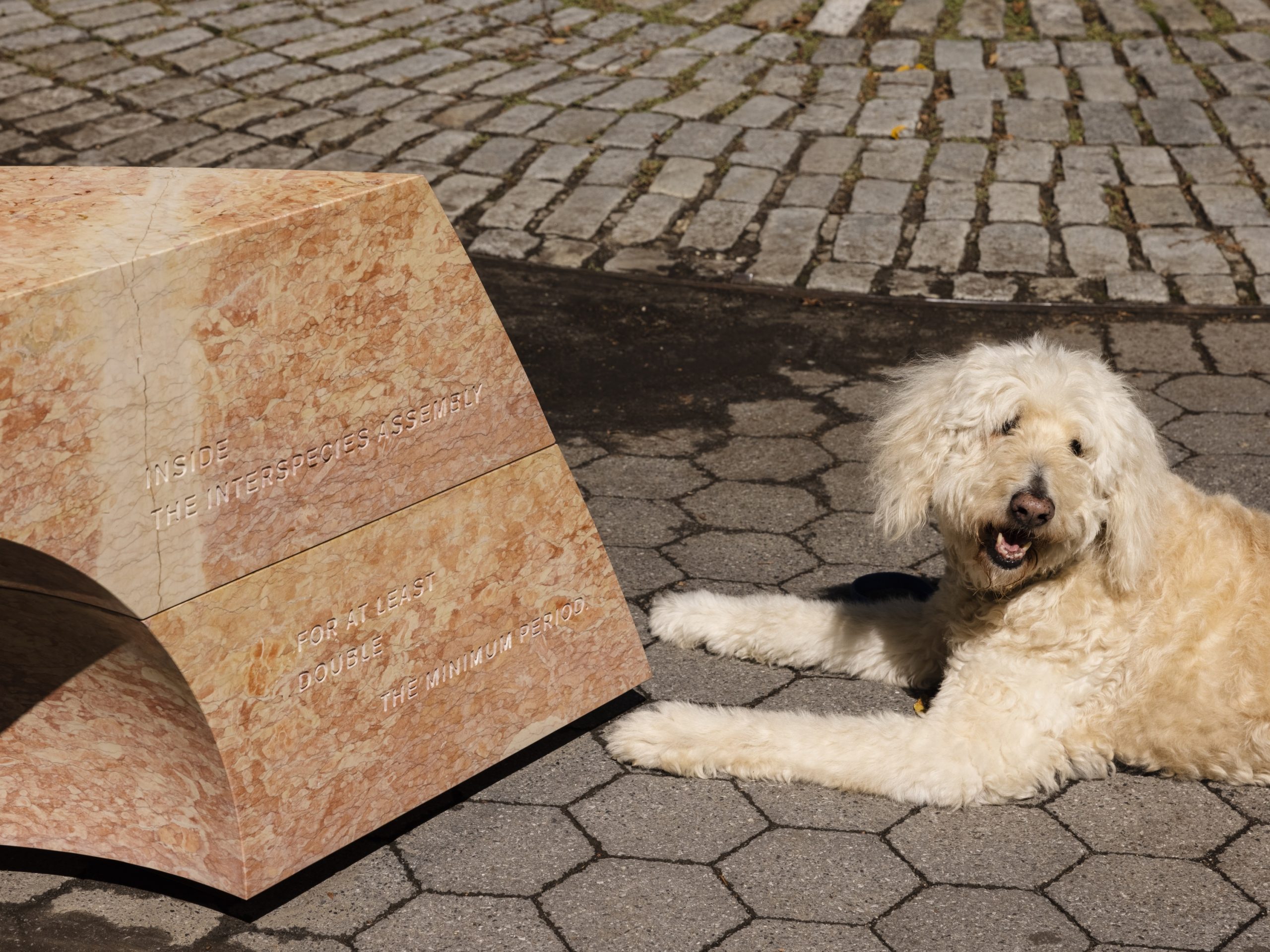 跨物种集会丨美国纽约丨SUPERFLEX-23