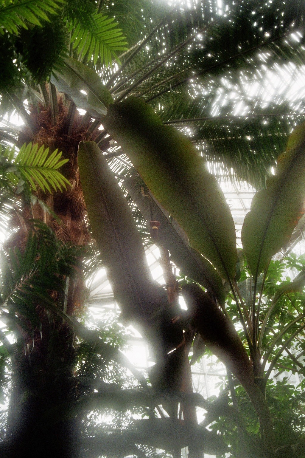 Botanical Gardens on film: A Therapy-10