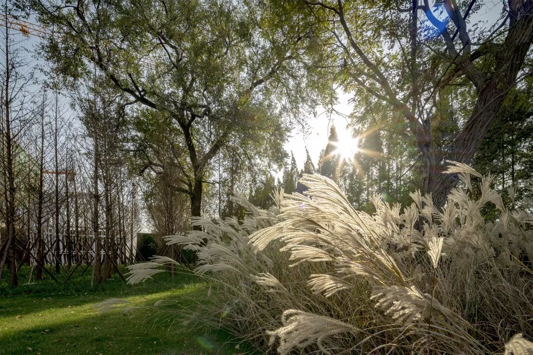  魏玛景观丨常州碧桂园•都市森林景观设计 丨中国江苏-77