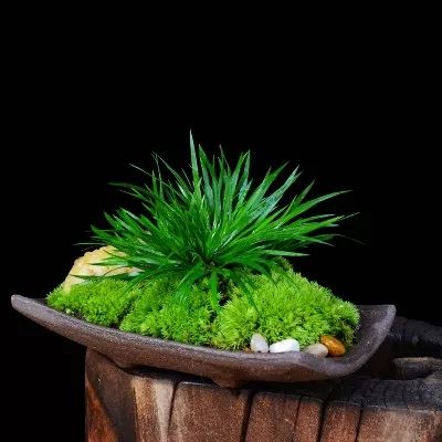 水中翠绿的诗意 | 菖蒲在园林设计中的应用-16