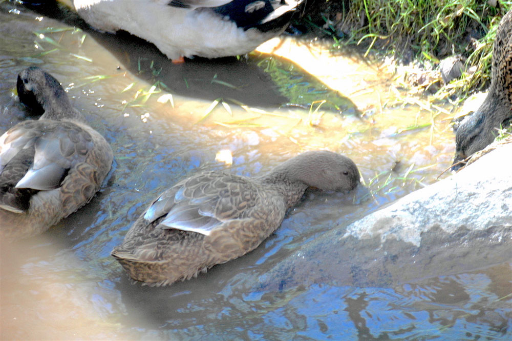 复古复兴 | 19 世纪 50 年代美国宾夕法尼亚州小威尼斯建筑群-135