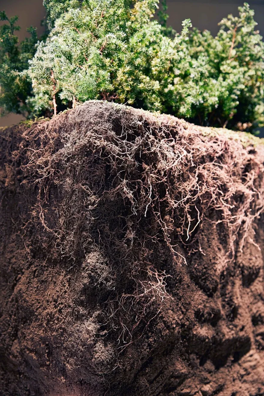 fUTUREMUSEUM - 質物霽畫 BOTANIPLAN VON LEE CHI -21