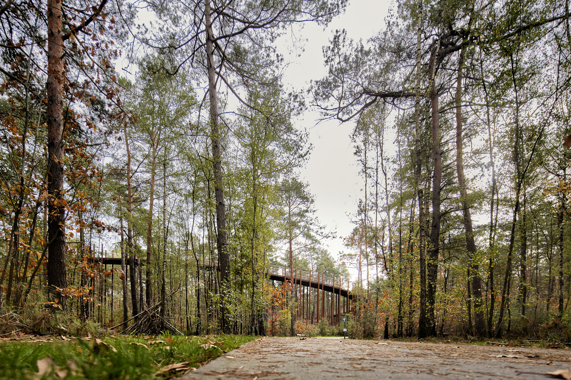 在树林中骑行丨Visit Limburg-2