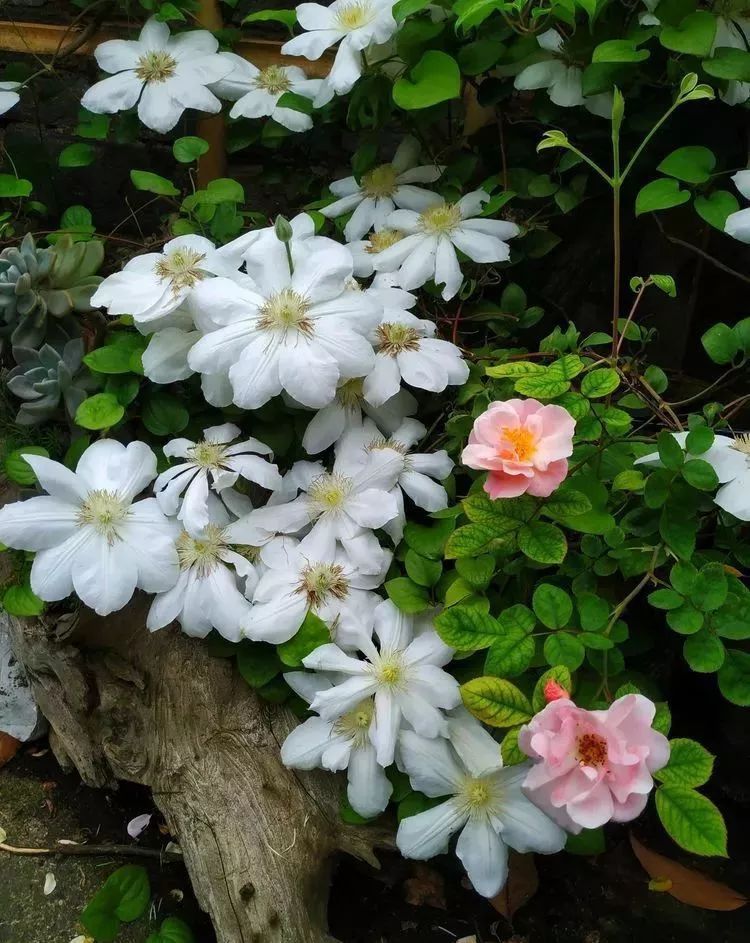 她花了4年，用月季，铁线莲，绣球把农村破败的小院打造成了花海，惊艳了时光-64
