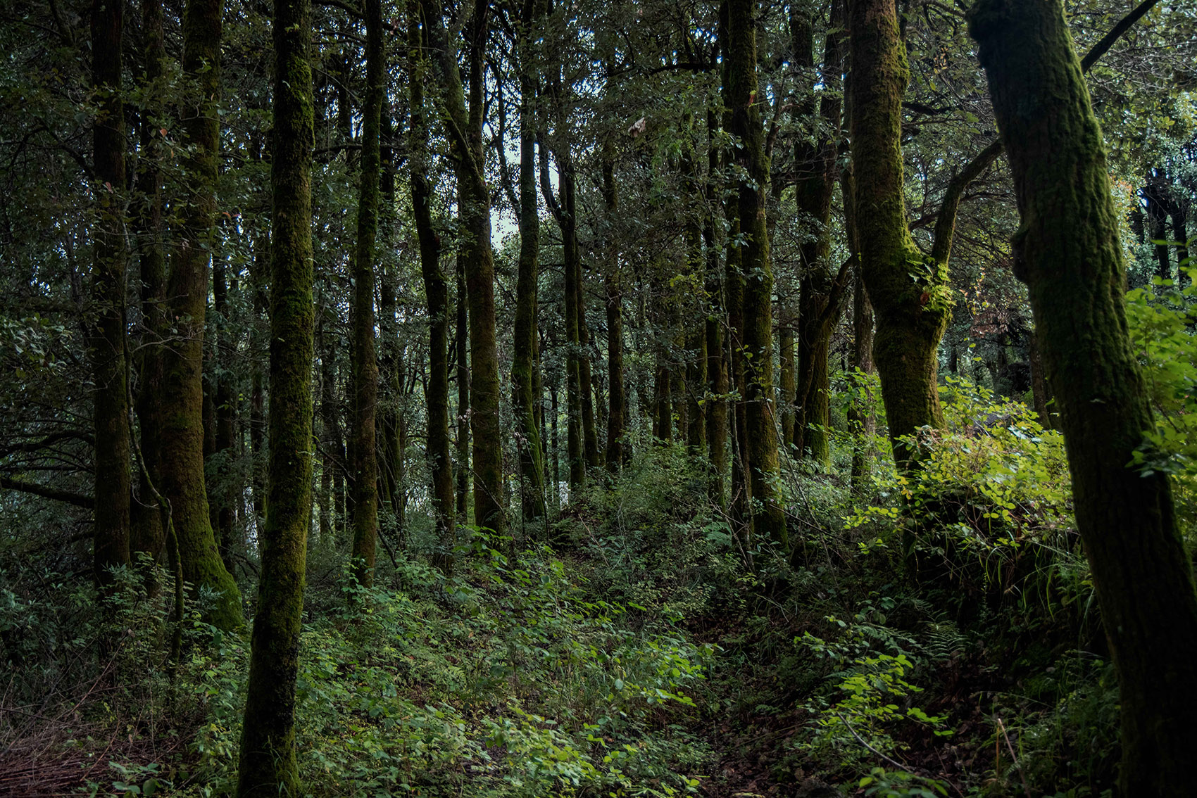 HYLLA WULU乌鲁花园丨中国丽江丨Z’scape致舍景观-142