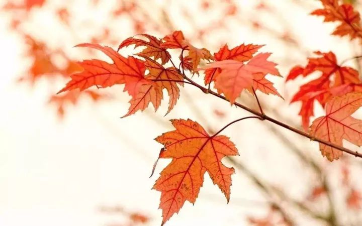 中式风装出国际范、美爆了！-32