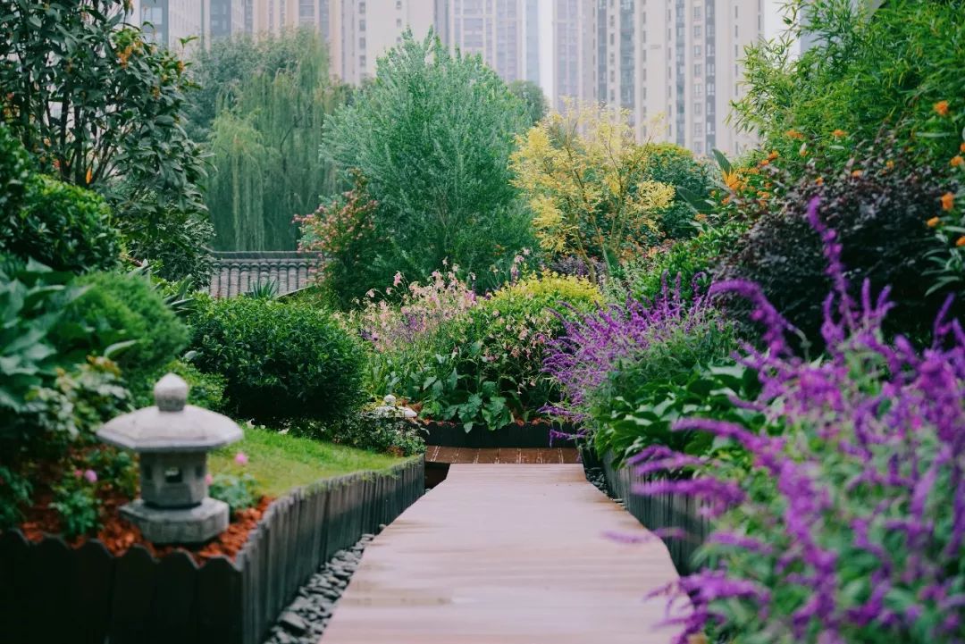 空中花园的粉紫色浪漫 | 乐梵造园的秋韵花境改造-16