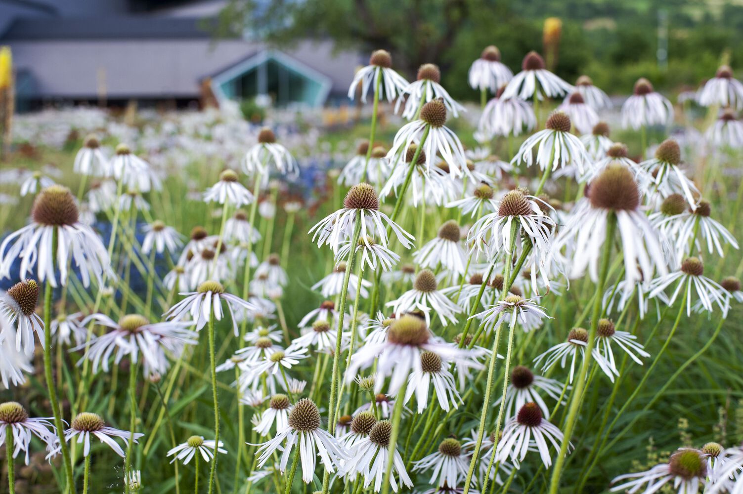 德国Vitra Oudolf花园丨Piet Oudolf-37