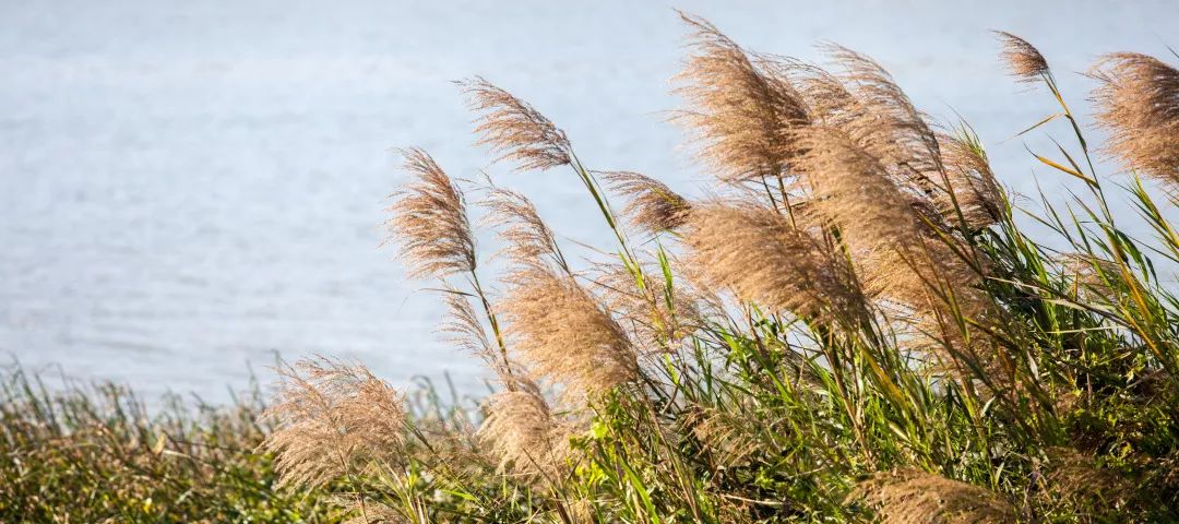 大地艺术激发场地活力 | 万科海上明月-88