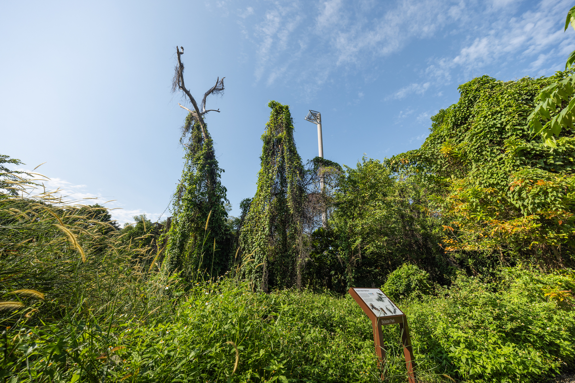 比达达利公园丨新加坡-25