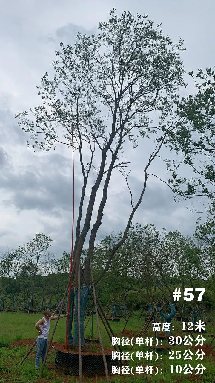 湖南衡阳 148 棵精品乌桕景观设计丨中国衡阳丨看见景观-67