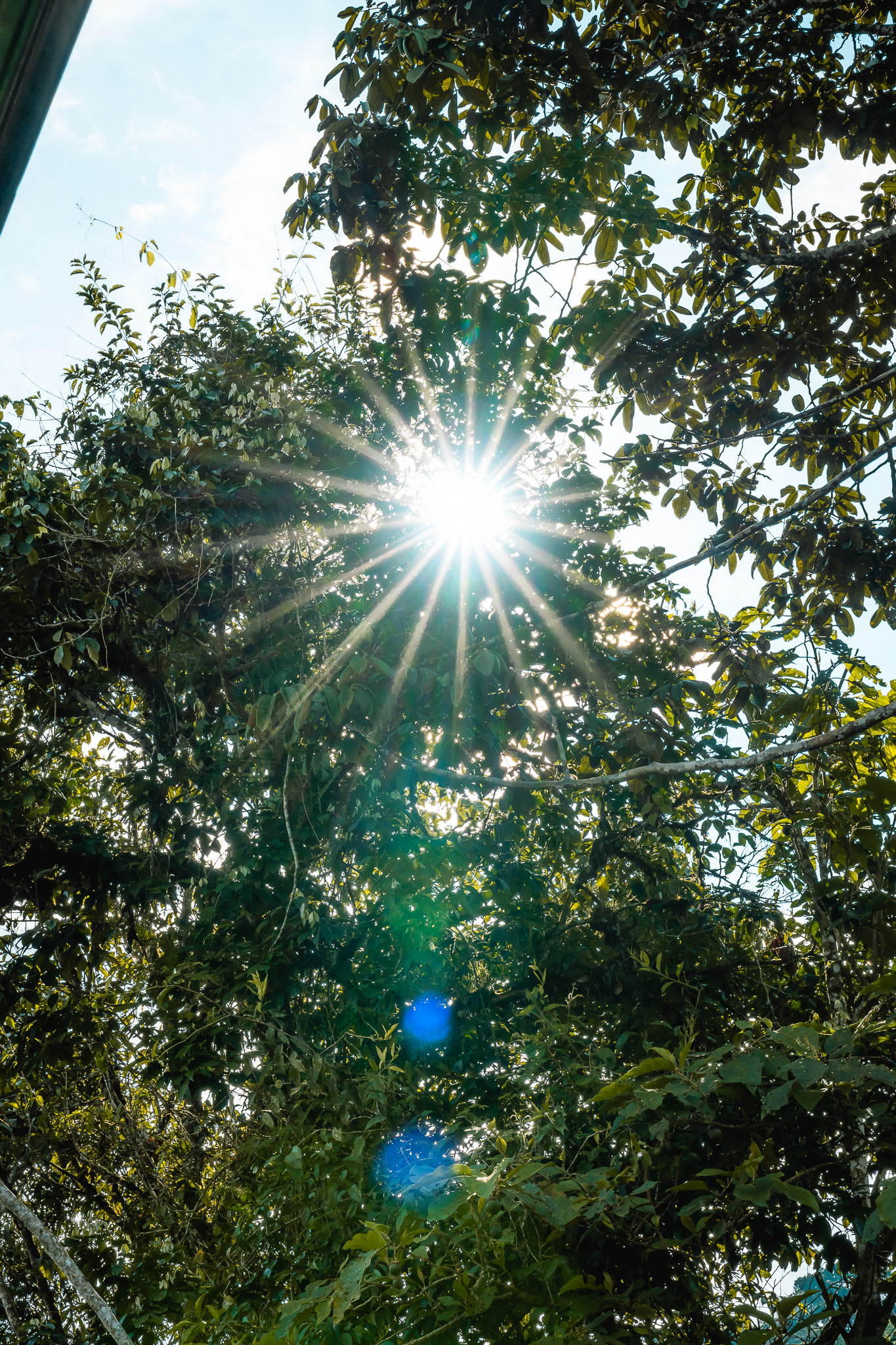 Cedro Amazon Lodge-14